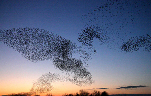 Figure 4. Starlings Over Gretna (Walter Baxter)”
